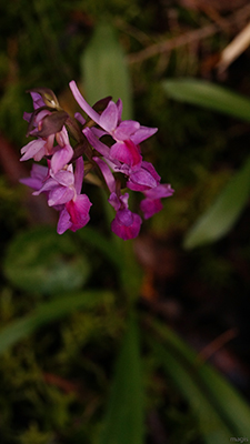 Dactylorhiza romana e Ophrys sphegodes